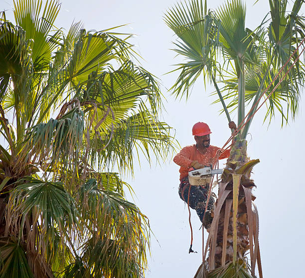 Professional Tree Service in Kootenai, ID